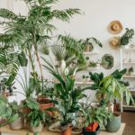 Bright interior design with indoor plants.Decorative elements.Urban jungle concept.