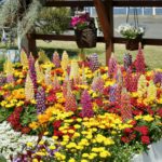 Spring flower garden
